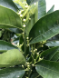 Mobile Preview: Mandarine - Mandarinenbaum - Citrus reticulata - Hochstamm 190cm - XXL