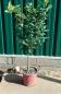 Preview: Orangenbaum - Citrus sinensis - 150cm