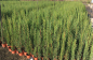 Preview: 3x Mittelmeerzypresse - Säulenzypresse - Mittelmeer-Zypressen - 170cm  - Cupressus sempervirens