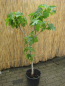 Preview: Bananenfeige - Ficus carica 'Longue d'Aout' -  Feigenbaum - sehr winterhart -180 cm