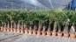 Mobile Preview: ANGEBOT!!!  Chinesische Hanfpalme - Trachycarpus fortunei -180cm - StH 45cm - winterharte Palme