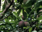 Preview: Mango - Mangifera indica - Mangobaum - veredelt - 170cm
