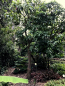 Preview: Mango - Mangifera indica - Mangobaum - veredelt - 170cm