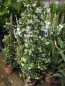 Preview: Sternjasmin - Trachelospermum jasminoides  - winterhart -15°C- Duftblüten