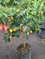 Preview: Kumquat -  Ovale Kumquat -Fortunella margarita - Kumquatbaum 100cm