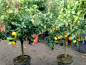 Mobile Preview: Ovale Kumquat -  Fortunella margarita - 100cm