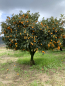 Mobile Preview: Ovale Kumquat -  Fortunella margarita - 100cm