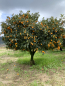 Preview: Kumquat -  Ovale Kumquat -Fortunella margarita - Kumquatbaum 100cm