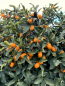 Preview: Kumquat -  Ovale Kumquat -Fortunella margarita - Kumquatbaum 100cm