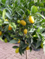 Mobile Preview: Limequat - Citrus aurantifolia x Fortunella margarita - 140cm