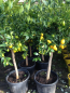 Preview: Limequat -Busch - Citrus aurantifoliia x Fortunella margarita - Limette+Kumquat  - extrem saftig+süsse essbare Schale
