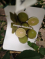 Preview: Saure mexikanische Limette - Citrus aurantifolia -- Cocktail-Limette -140cm