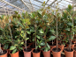 Preview: Magnolie - Magnolia grandiflora 'Galissoniere'  - immergrüne Magnolie - 150cm
