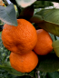 Preview: Mandarine - Mandarinenbaum - Citrus reticulata -140cm