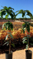 Preview: Mango - Mangifera indica - Mangobaum - veredelt - 170cm