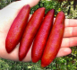 Preview: Rote australische Fingerlimette - Microcitrus australasica 'Rainforest Pearl' -120cm