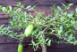 Preview: Gelbe australische Fingerlimette - 150cm Microcitrus australasica - Faustrime
