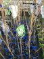 Mobile Preview: Kiwi WEIKI - Befruchter für Mini-Kiwi - Actinidia arguta 'Weiki' - männliche Pflanze