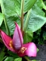 Preview: Rote Banane  Red dacca -Musa accuminata - Bananenstaude - 120cm