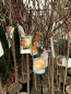 Preview: Nektarine 'Venus' - Prunus persica var.nectarina 'Venus' - Nektarinenbaum