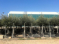 Preview: Olivenbaum - Olive - Olea europeae 180cm -- Stammumfang 12-14cm
