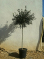 Preview: Olivenbaum - 170cm - Olive - Olea europeae - Stammumfang 10cm