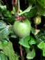 Preview: Maracuja edulis - Passionsfrucht - Passiflora edulis - Passionsblume - Pyramide