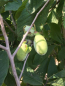 Preview: Indianerbanane - Asimina Triloba 'SUNFLOWER'- selbstfruchtend - Paw Paw -150cm