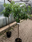 Mobile Preview: Plattpfirsich - 160cm -Tellerpfirsich  - Prunus persica 'platycarpa' -