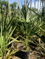 Preview: Sabal minor - Zwergpalmetto  - Zwergpalmettopalme -  winterharte Palme -20°C