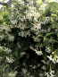 Mobile Preview: Sternjasmin - Trachelospermum jasminoides  - winterhart -15°C- Duftblüten