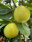 Preview: Tahiti-Limette - Persische Limette -Citrus latifoliia