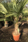 Preview: Hanfpalme 150cm - Chinesische Hanfpalme (Trachycarpus fortunei) - StH 30-- winterharte Palme