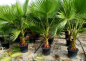 Preview: Mexikanische Washingtonpalme - Petticoatpalme - Washingtonia robusta -170cm