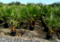 Mobile Preview: Mexikanische Washingtonpalme - Petticoatpalme - Washingtonia robusta -150cm