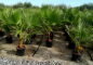 Preview: Mexikanische Washingtonpalme - Petticoatpalme - Washingtonia robusta -170cm