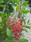 Preview: Callistemon laevis,Zylinderputzer