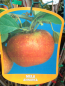 Preview: Apfelbaum 'Annurca' - veredelt - Malus domestica 'Annurca'  - 160cm