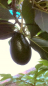 Preview: Avocado - Persea americana - 150cm - veredelt - Avocadopflanze