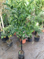 Preview: Cara-Cara Orange - Citrus sinensis 'Cara-Cara' - Orangenbaum 140cm