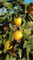 Mobile Preview: Bergamotte - Citrus bergamia 'fantastico' - 140cm