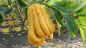 Preview: Buddha's Hand Zitrone - Citrus medica 'digitata' - Fingerzitrone