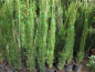 Preview: 5x Mittelmeerzypresse - Säulenzypresse - Mittelmeer-Zypressen 140cm - Cupressus sempervirens