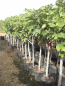 Preview: Ficus carica ' Gota de miel'