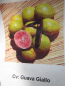 Preview: Gelbe Guave (Psidium Guajava)