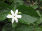 Preview: Arabischer Jasmin(Jasminum sambac)