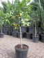 Preview: Limequat - Citrus aurantifolia x Fortunella margarita - Limequatbaum extra!! - 180cm