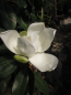 Preview: Magnolie 'Magnolia grandiflora