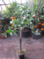 Mobile Preview: Rote Mandarine 'Mandared' - Citrus reticulata 'Mandared' - roter Mandarinenbaum -130cm