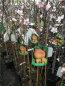 Preview: Apfelbaum 'Annurca' - veredelt - Malus domestica 'Annurca'  - 160cm